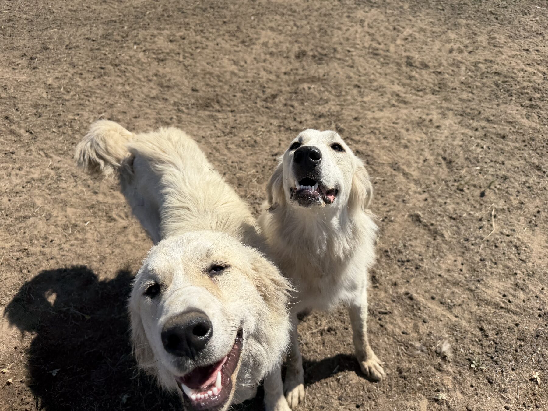 Two Great Pyrenees guardian dogs resting together